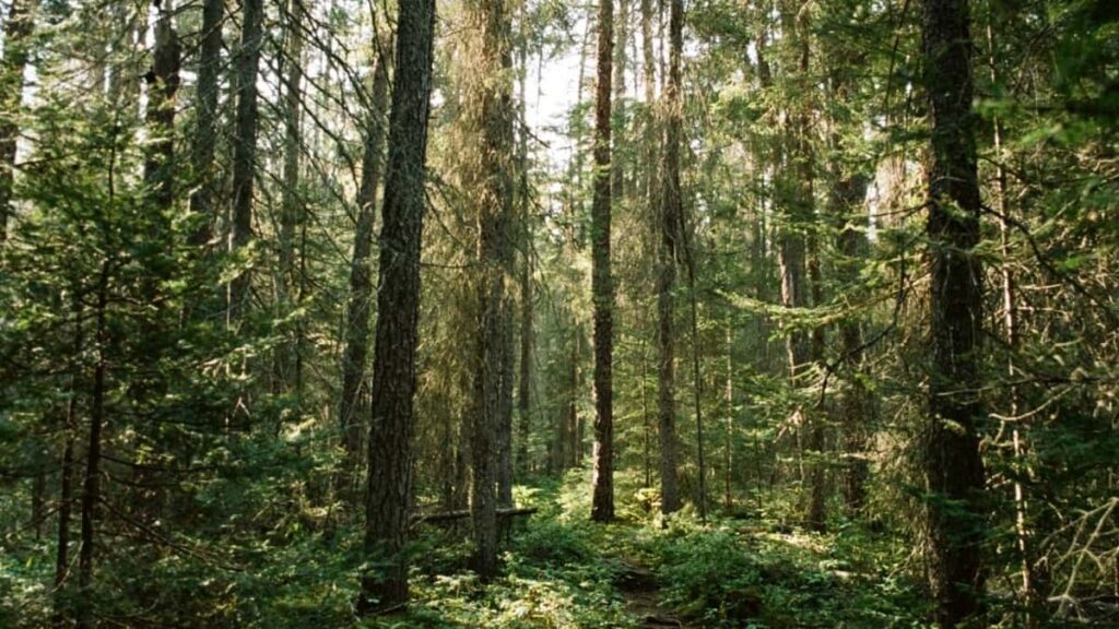 أسعار إعلانات واتساب في اليابان 2025 للسوق السوداني