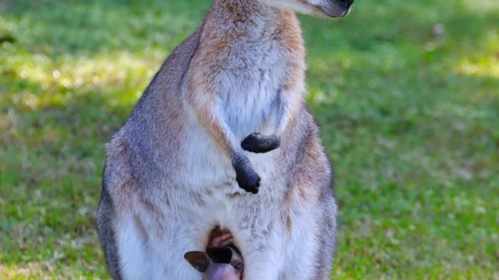 اسعار اعلانات واتساب في امريكا 2025 من منظور السوق السوداني