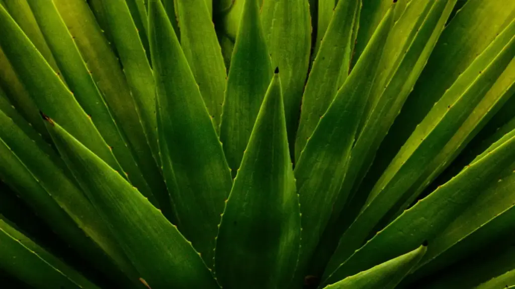 دليل عملي للسودانيين يشرح خطوات اتصال براندات دنماركية على Moj لمشاركة جواهر محلية، مع تكتيكات محتوى، أمثلة واقعية وروابط مفيدة.