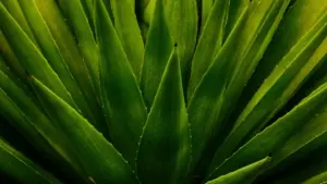 دليل عملي للسودانيين يشرح خطوات اتصال براندات دنماركية على Moj لمشاركة جواهر محلية، مع تكتيكات محتوى، أمثلة واقعية وروابط مفيدة.