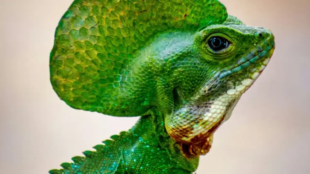 دليل عملي لمسوقي السودان حول إيجاد صناع محتوى فرنسيين على Rumble لإطلاق حملات giveaways مربحة، استراتيجيات التعاون، مخاطرة العلامات، وأدوات البحث.