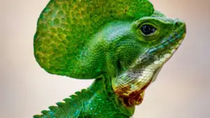 دليل عملي لمسوقي السودان حول إيجاد صناع محتوى فرنسيين على Rumble لإطلاق حملات giveaways مربحة، استراتيجيات التعاون، مخاطرة العلامات، وأدوات البحث.