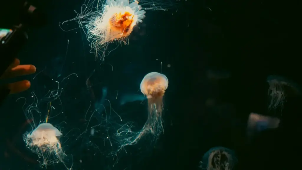 دليل عملي لمسوقين في السودان عن كيفية إيجاد مبدعات إنستغرام في فنلندا لتنفيذ حملات product seeding لمستحضرات التجميل، مع نصائح قانونية وسوقية محدثة.