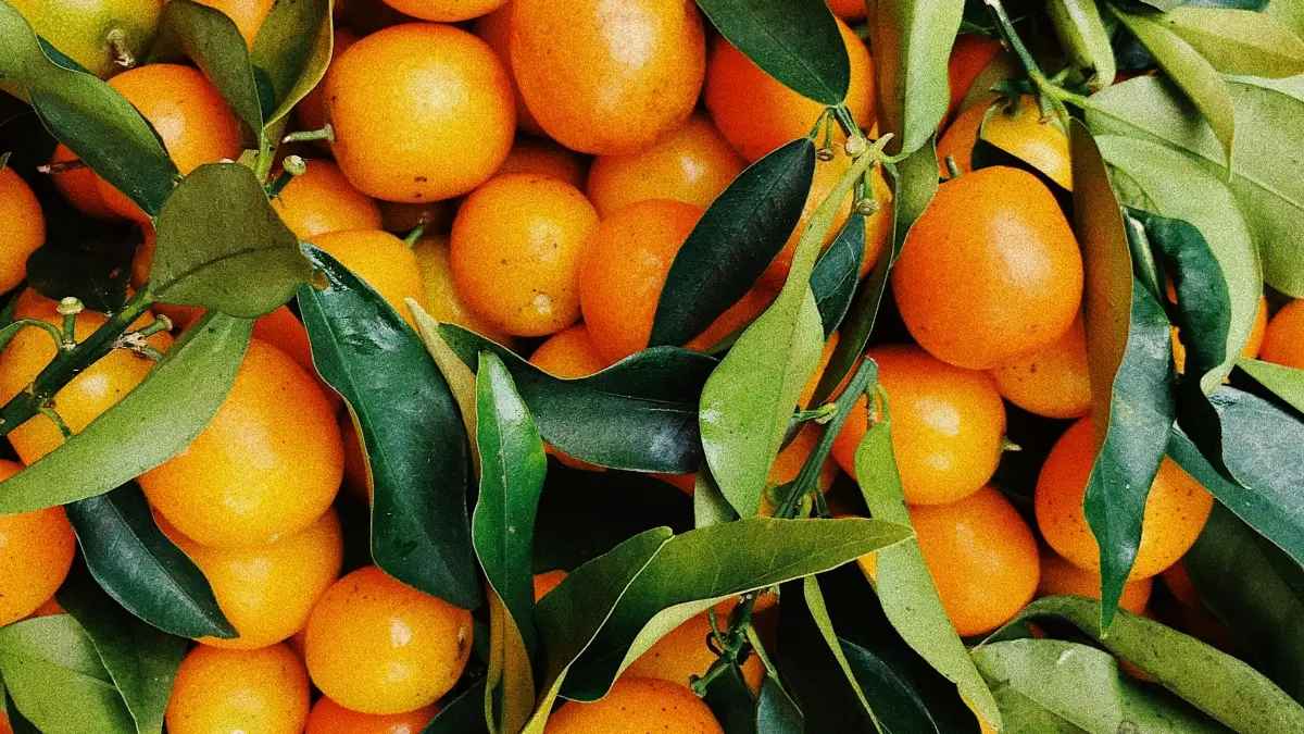 سودانيين: جذب ماركات تركيا على فيسبوك بالجيفاوي