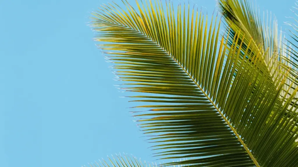 دليل عملي للمعلنين في السودان حول كيف تلاقي وتشتغل مع مُبدعات OnlyFans من الإكوادور لإنتاج دروس مكياج آمنة ومربحة، مع نصائح حماية وبدائل.