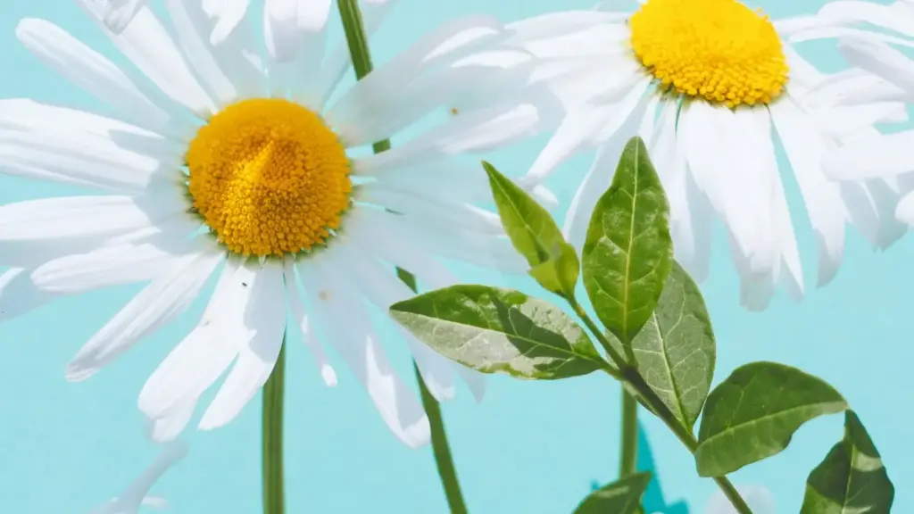 دليل عملي للمبدعين في السودان عن كيفية التواصل مع براندات مقدونيا الشمالية على KakaoTalk لمشاركة تغطية فعاليات مع وسم الرعاة، يشمل قوالب رسائل، تكتيكات محلية، ونصائح للحفاظ على الاحتراف.