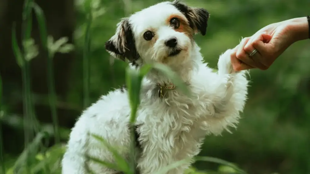 دليل عملي للمعلنين في السودان لكيفية إيجاد واشتغال مع مبدعين WeChat من إندونيسيا لعمليات بيع يقودها المبدعون، مع تحليلات سوقية ومصادر حديثة.