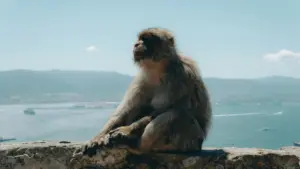 دليل عملي للمعلنين في السودان عن كيف تلقى مبدعين مرتبطين بـHBO Max في مالطا وتطلق تحديات ممولة ناجحة، مع خطوات وصول، عناصر صفقة، ونصائح محلية.