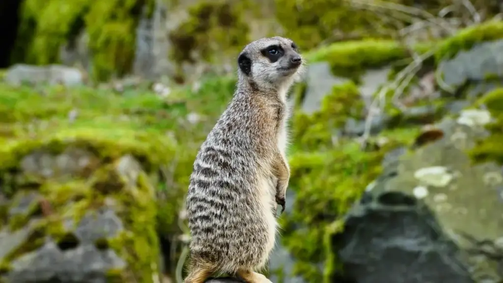 دليل عملي للسودانيين عن كيف تتواصل مع ماركات قبرص على Douyin لتسجيل فيديوهات unboxing وشهادات، مع أمثلة من خدمات ونماذج تجارية حديثة.