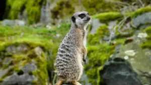 دليل عملي للسودانيين عن كيف تتواصل مع ماركات قبرص على Douyin لتسجيل فيديوهات unboxing وشهادات، مع أمثلة من خدمات ونماذج تجارية حديثة.