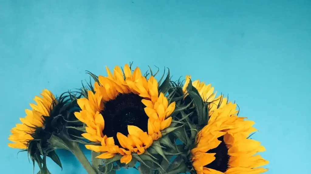 دليل عملي للماركات في السودان عشان تلقى صُنّاع YouTube من نيبال، وتفهم السوق، وتبني شبكة مؤثرين شغالة بذكاء وبأقل وجع راس.